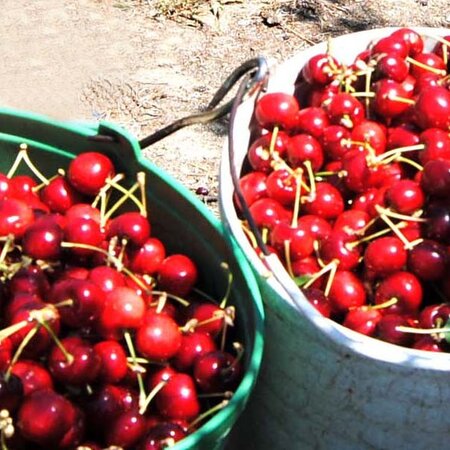 Cerejas de Távora